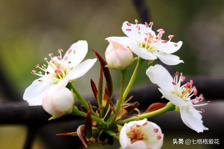 荷花成语_如何形容荷花成语_荷花成语形容美好寓意