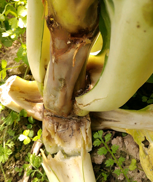 菌核_菌核名词解释_菌核病图片