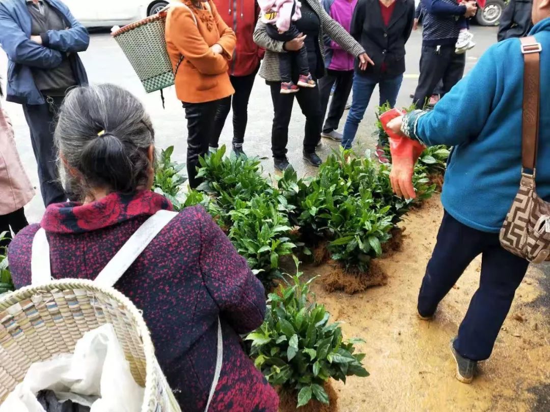 繁育良种丰收希望_良种繁育_良种繁育的程序