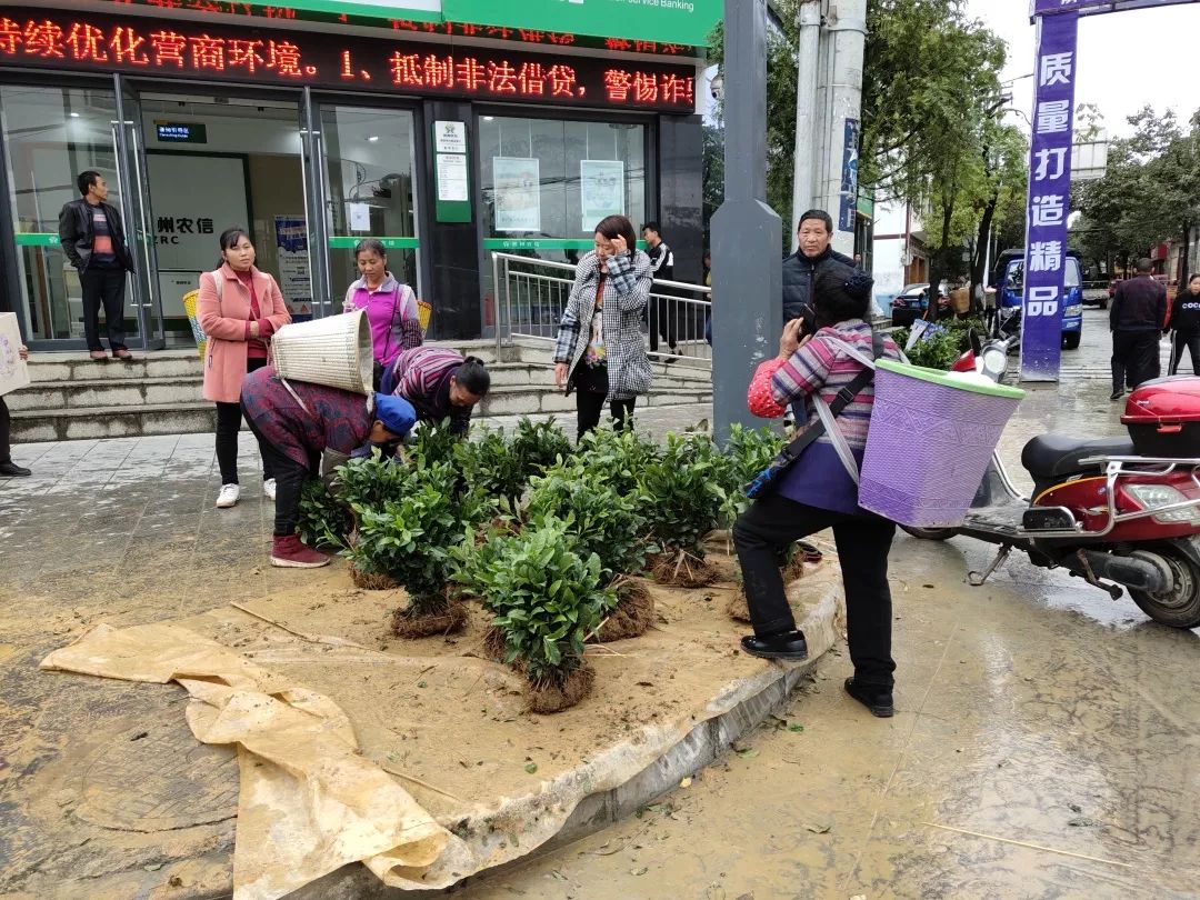 良种繁育_繁育良种丰收希望_良种繁育的程序