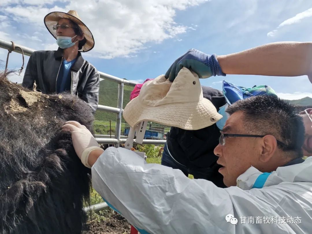 良种繁育技术_良种繁育_繁育良种要备案吗