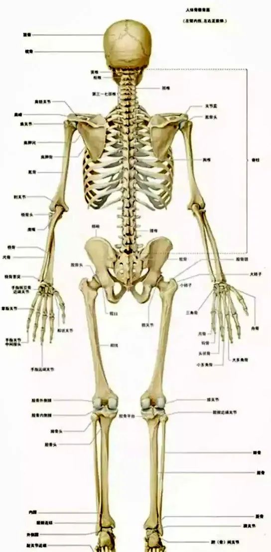 枷锁脊椎骨_枷锁骨椎骨_枷锁脊椎骨怎么互相刷